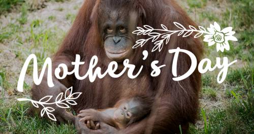 Kansas city zoo coupons