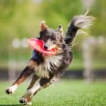 Fun for All at Dogtober Fest Oct.16