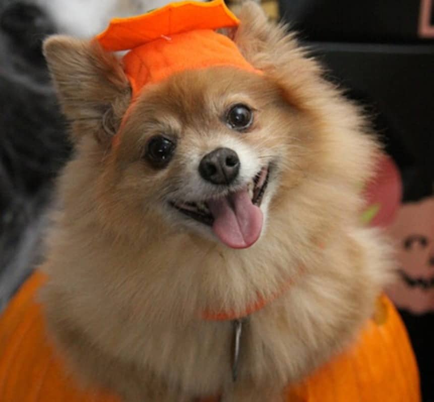 Lee's Summit Boos, Barks & Badges Halloween Parade - Pomeranian in a pumpkin costume 