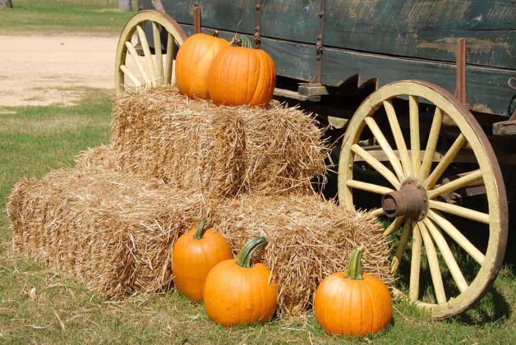 Fall pumpkins on haybales and a wagon