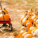 Sunflower House Hosts Free Pumpkin Palooza