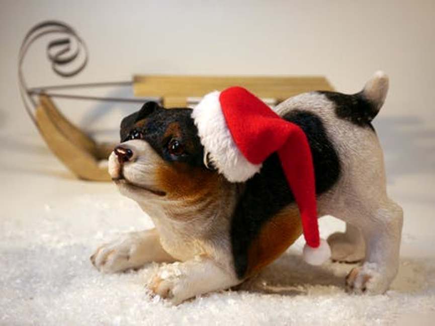 Santa photos in Kansas City - small dog in Santa hat