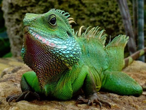 KC Reptile Show - Kansas City on the Cheap