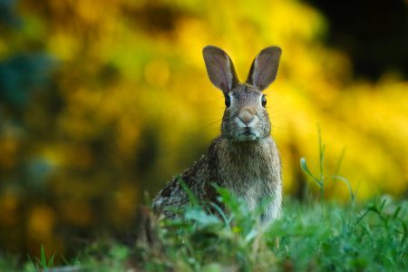 Brown bunny sitting in grass with yellow spring flowers in the background for Easter at Louisburg Cider Mill