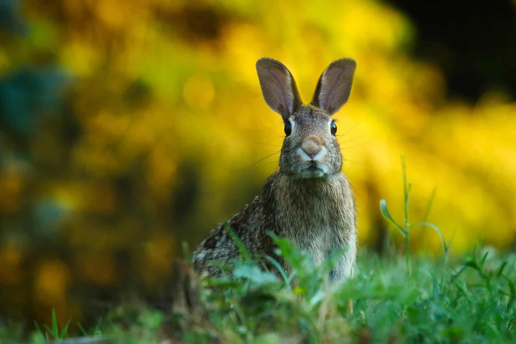 Brown bunny sitting in grass with yellow spring flowers in the background for Easter at Louisburg Cider Mill