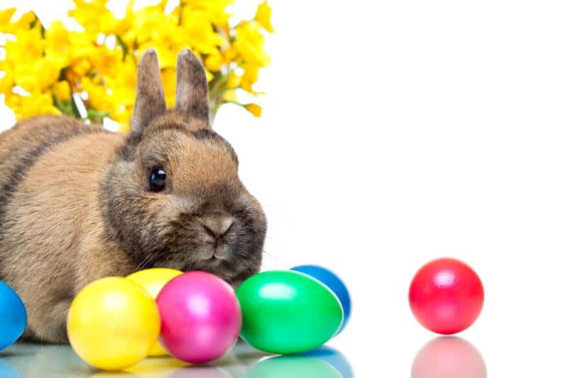 Easter bunny next to Easter eggs and daffodils