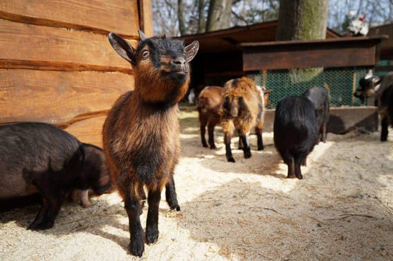 Deanna Rose Children's Farmstead - baby goats