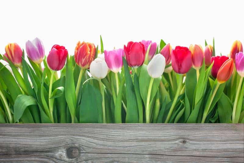 Spring festivals in Kansas City - row of tulips