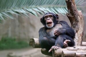 Kansas City Zoo Tickets, Discounts and FREE Days - Kansas City on the Cheap