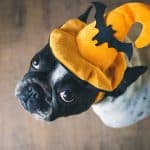 Halloween Paw-ty in Leawood with Three Dog Bakery