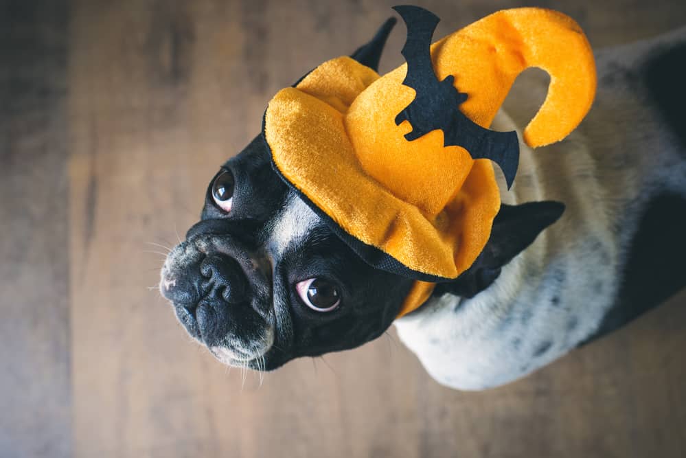 Dog in Halloween costume