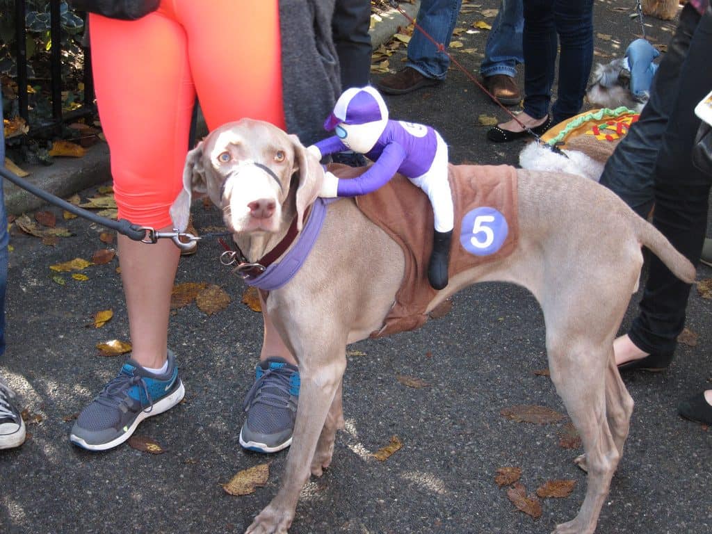 Dog in costume