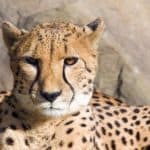 Cheetah Enrichment at the Kansas City Zoo