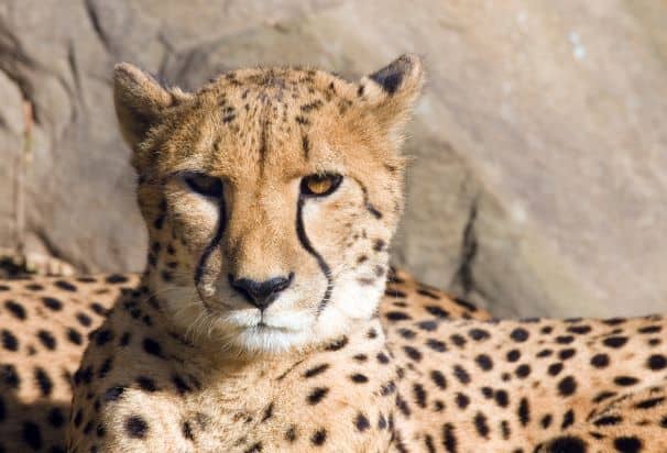 Kansas City Zoo Cheetah Enrichment - adult cheetah resting on rocks