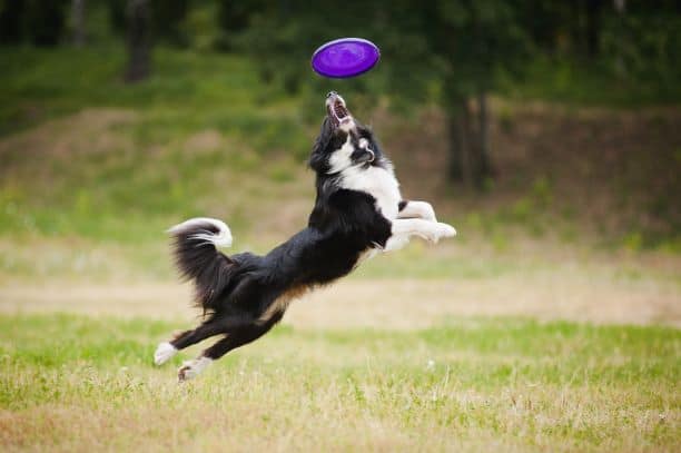 Dog parks in Kansas City - black and white dog catching a frisbee