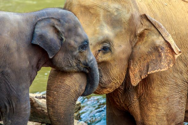 Kansas City Zoo - mother elephant snuggling trunks with baby elephant