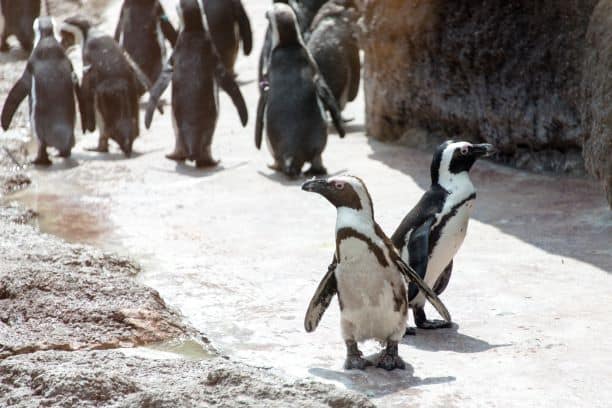 Kansas City Zoo Penguin march - two penguins walking around the zoo grounds