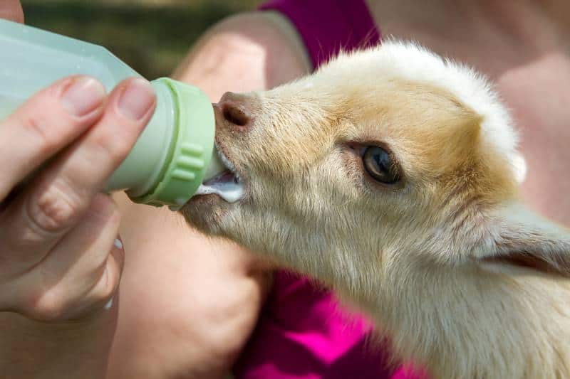 Deanna Rose Children's Farmstead - bottle feeding baby goat