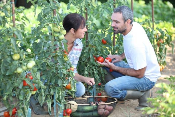 Kansas City u-pick produce - couple picking tomatoes