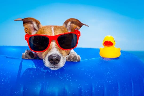 Lenexa Tails on the Trails Festival and Dog Swim - dog wearing sunglasses in an inner tube with rubber ducky