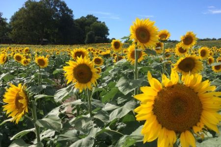 Gieringer's Sunflower Fest - sunflower field in Kansas