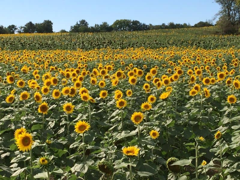 Kansas City sunflower fields - field of sunflowers in bloom