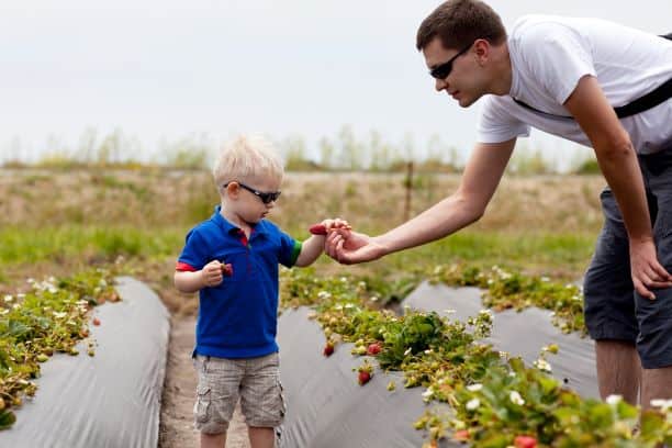 Kansas City u-pick strawberries - man and son picking strawberries in a field