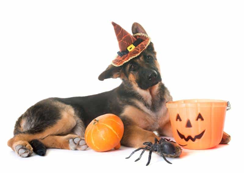 Kansas City Halloween Events - dog in costume