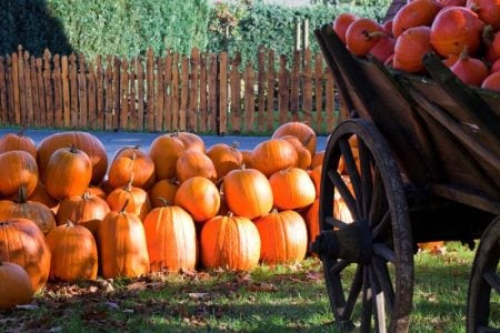 Kansas City pumpkin patches
