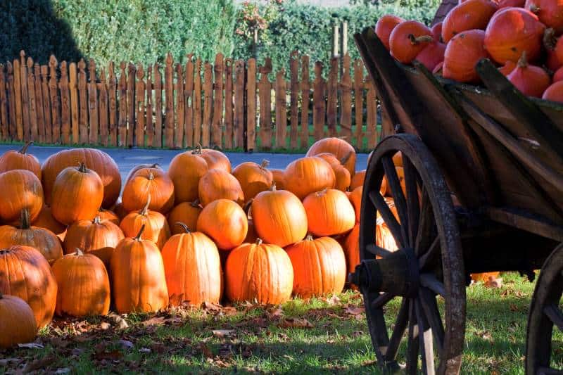 Kansas City pumpkin patches