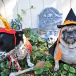 Dog-Friendly Halloween Events in Kansas City