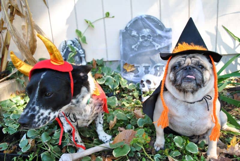 Halloween dog events in Kansas City - two dogs in costume