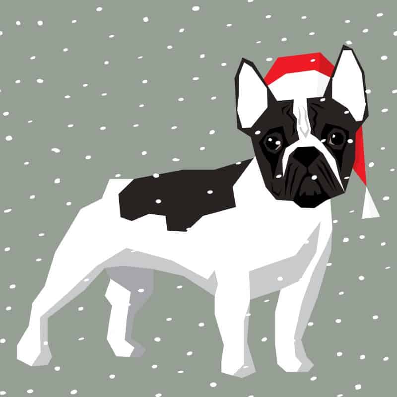 Pet photos with Santa in Kansas City - French bulldog with Santa hat