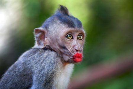 Valentine's Day activities in Kansas City - baboon with red lips