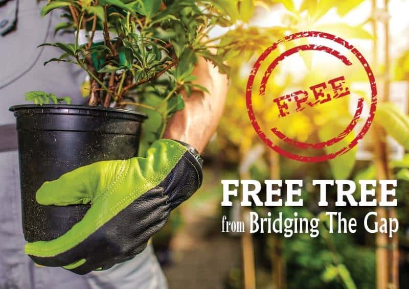 Free Trees from Bridging the Gap