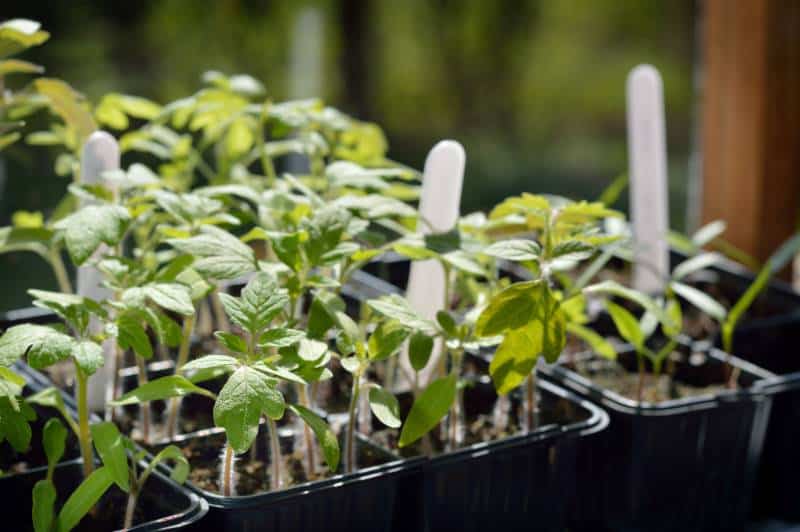 City Market Farmers Market - image of tomato plant seedlings