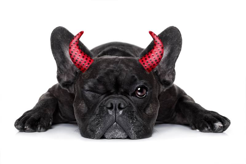 Kansas City Halloween Events - pug with devil horns