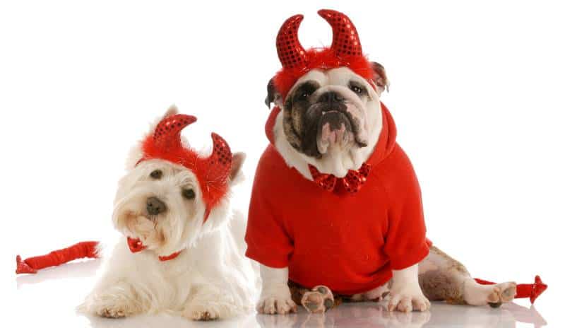 Dog friendly Halloween events in Kansas City