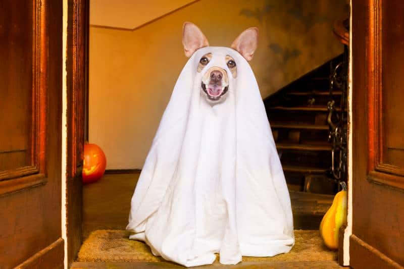Kansas City Halloween for dogs - dog in ghost costume