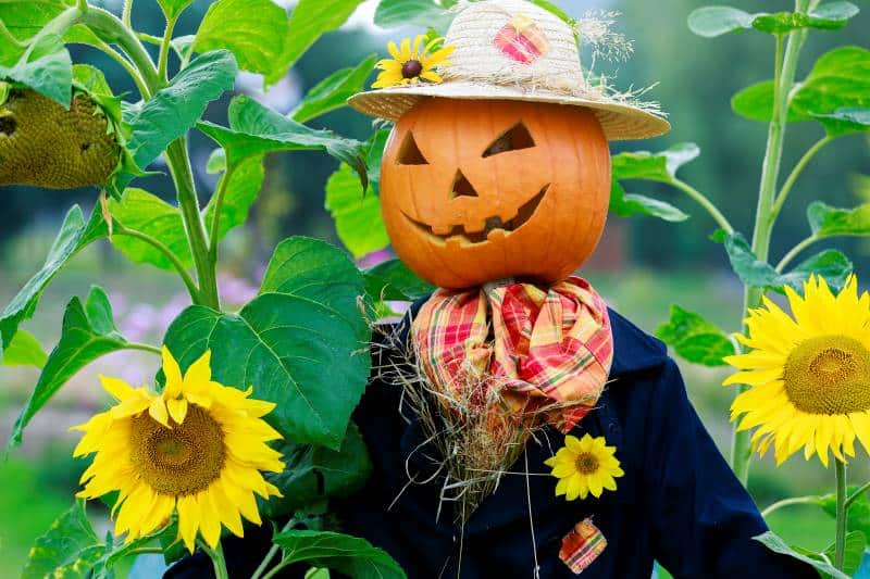 Pumpkin scarecrow in a sunflower field