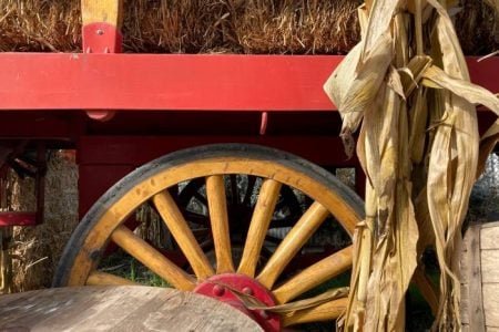 Hay wagon wheel with a fall cornstalk