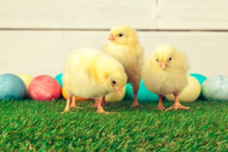 Easter eggs and chicks on grass