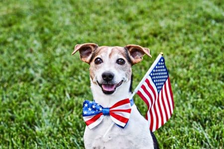 Dog in American flag blow tie with U.S. flag