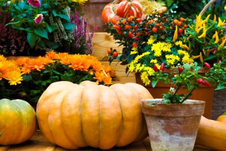 Display of all produce and plants