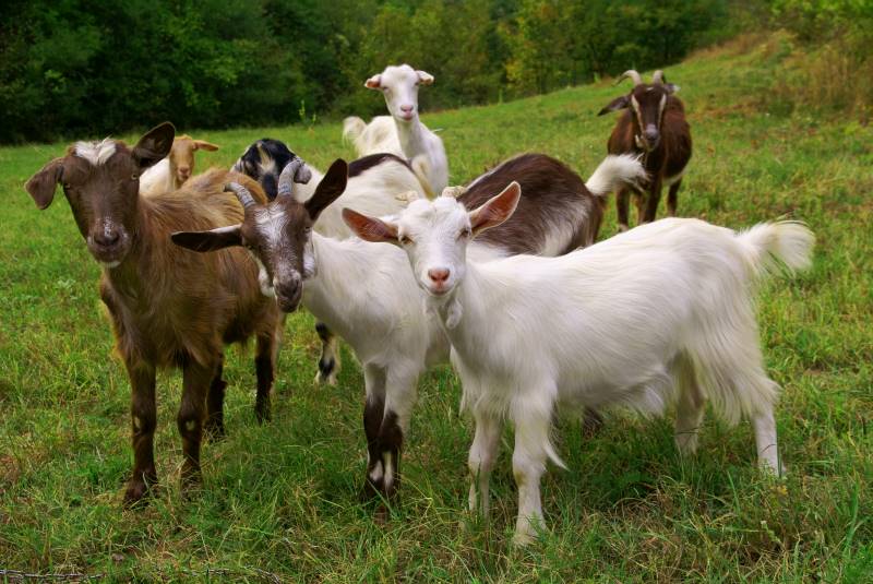 Goats on a farm