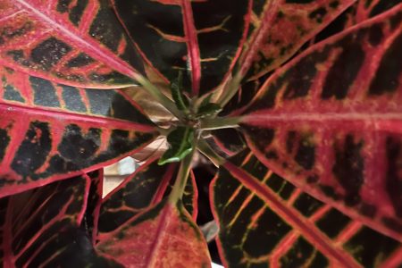 Colorful croton plant with vibrant red, pink, and green veined tropical leaves in close-up